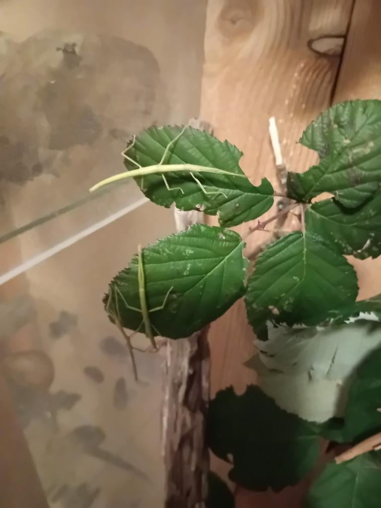 Alle maten indische wandelende takken zoveel je wilt+info