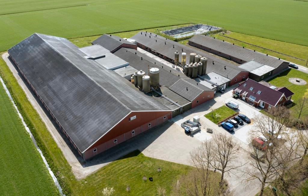 Werken met dieren? Word medewerker varkenshouderij (m/v)!