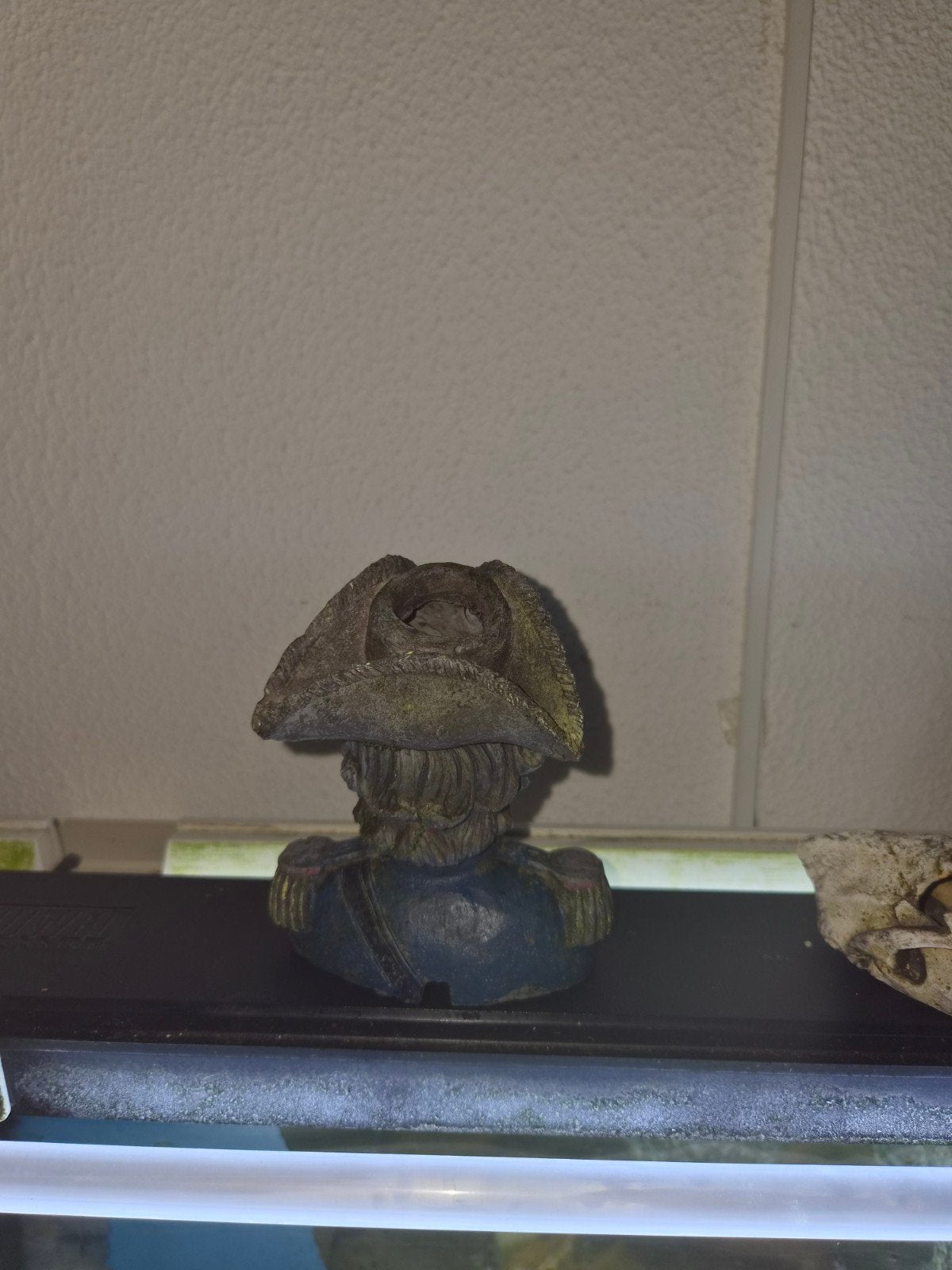 Schedels voor aquarium te koop, Vis