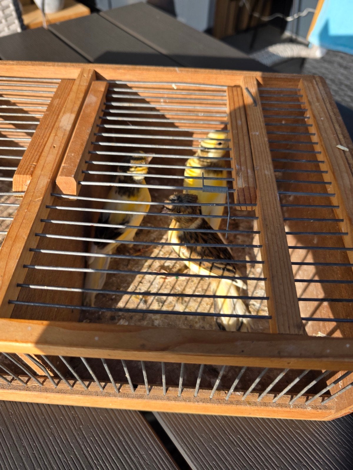 3 Jonge harlekijn kanarie mannen, Dieren en Toebehoren, Vogels | Kanaries, Mannelijk, Kleurkanarie