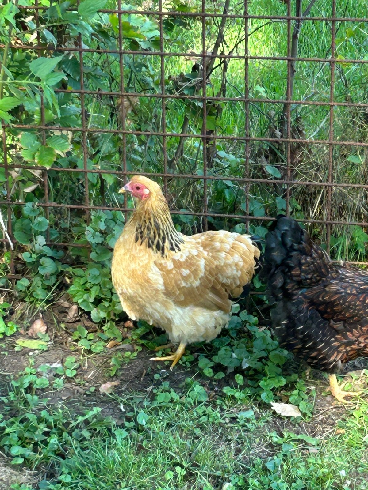 Wyandotte kriel kip, Dieren en Toebehoren, Pluimvee, Vrouwelijk, Kip
