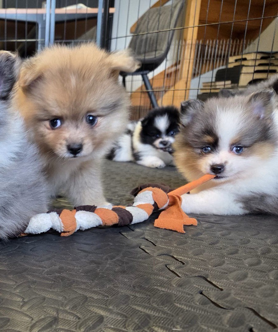 Pomeriaan(dwergkees) pups zoeken goed huisje, Parvo, Keeshond, 8 tot 15 weken, Meerdere
