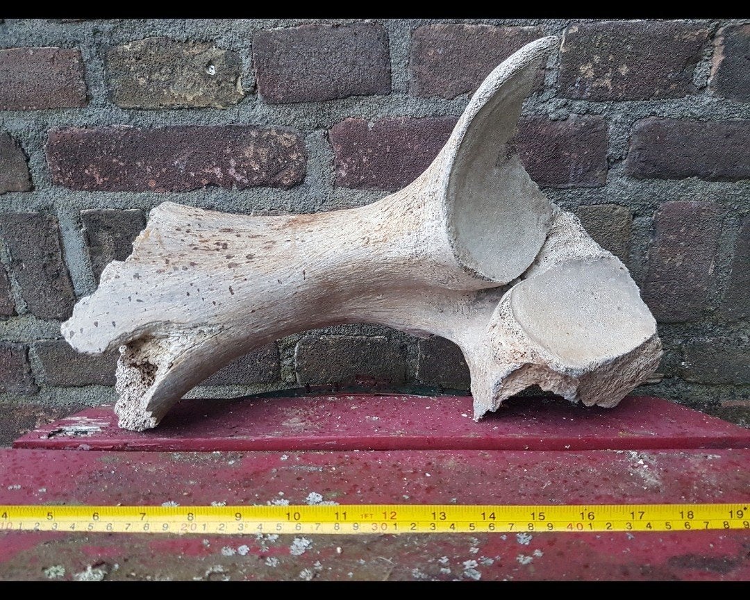 Mammoet bot / botten groot mammuthus pleistoceen wolharig, Verzamelen, Mineralen en Fossielen, Ophalen of Verzenden, Fossiel