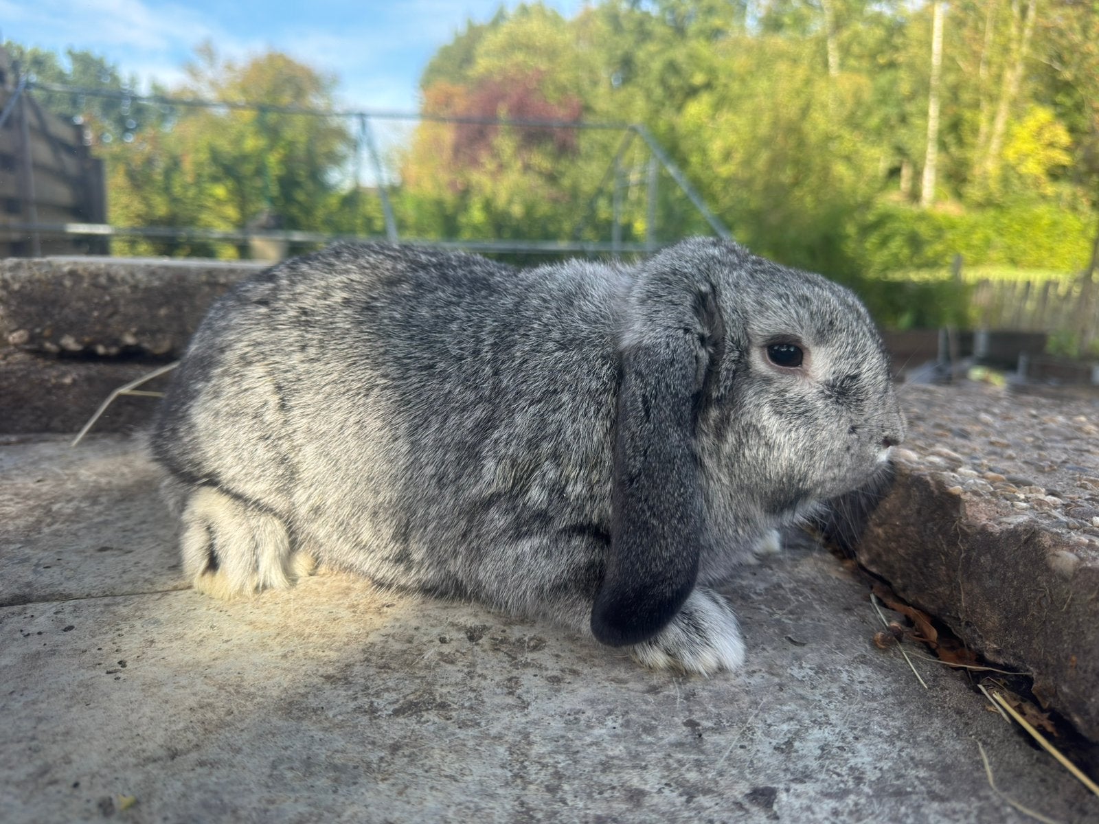 Nederlandse hangoor dwerg voedster, Dieren en Toebehoren, Vrouwelijk, Dwerg, Hangoor