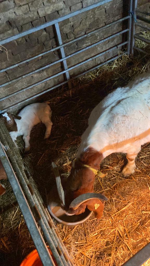 Boergeiten, Vrouwelijk, Geit, 0 tot 2 jaar