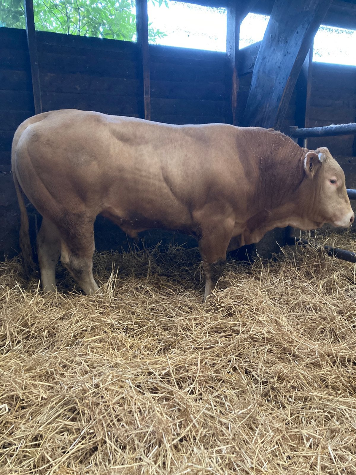 Te koop mooie jonge blonde stier, Blonde d’Aquitaine rund, Mannelijk, 0 tot 2 jaar