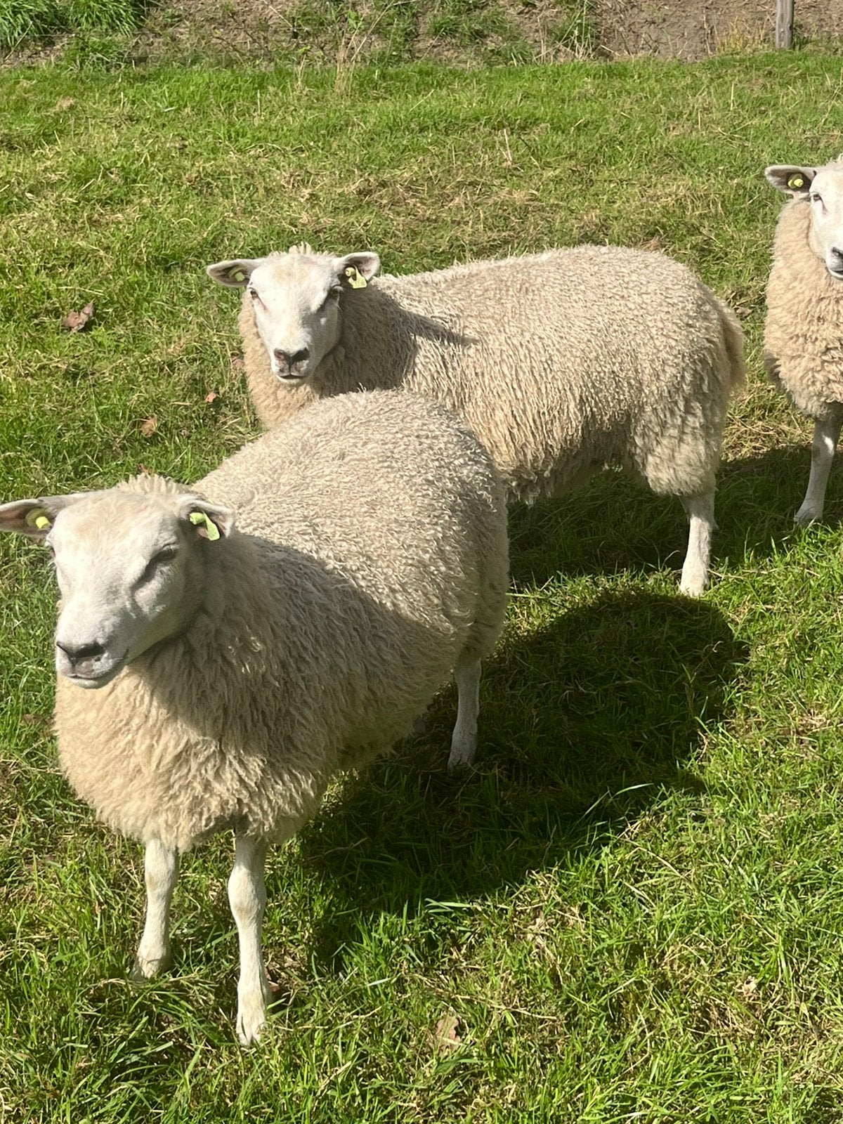 Noordhollander ooilammeren te koop, Dieren en Toebehoren, Schapen, Geiten en Varkens, Vrouwelijk, Schaap, 0 tot 2 jaar