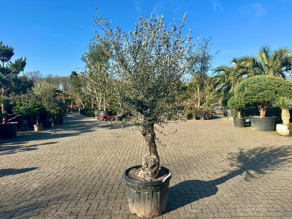 Olijfboom - Olijfbomen 50/70 cm stamomtrek met grillige stam, Ophalen of Verzenden, 100 tot 250 cm, Olijfboom, Zomer
