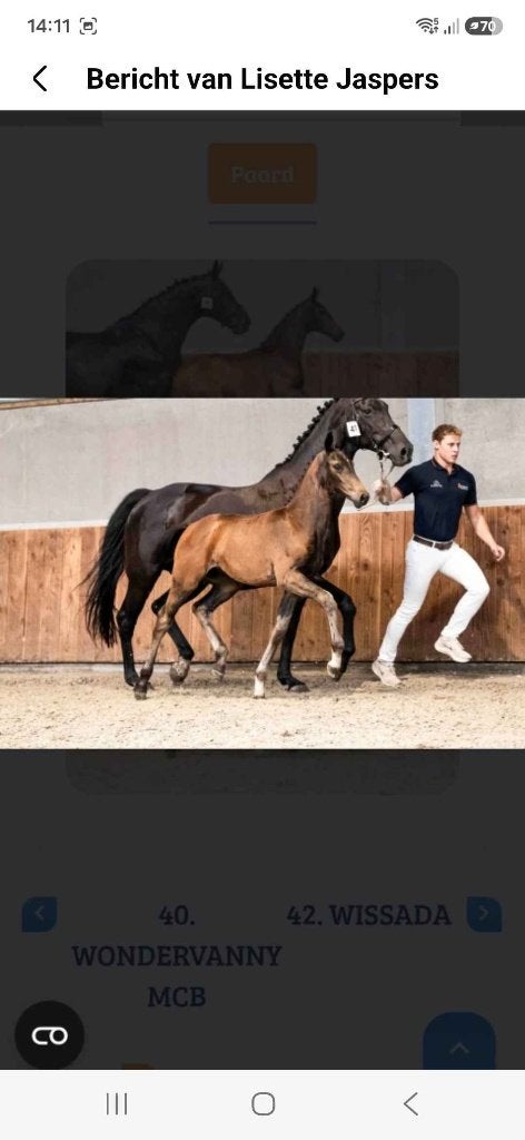 merrieveulen te koop, Dieren en Toebehoren, Merrie, 0 tot 2 jaar