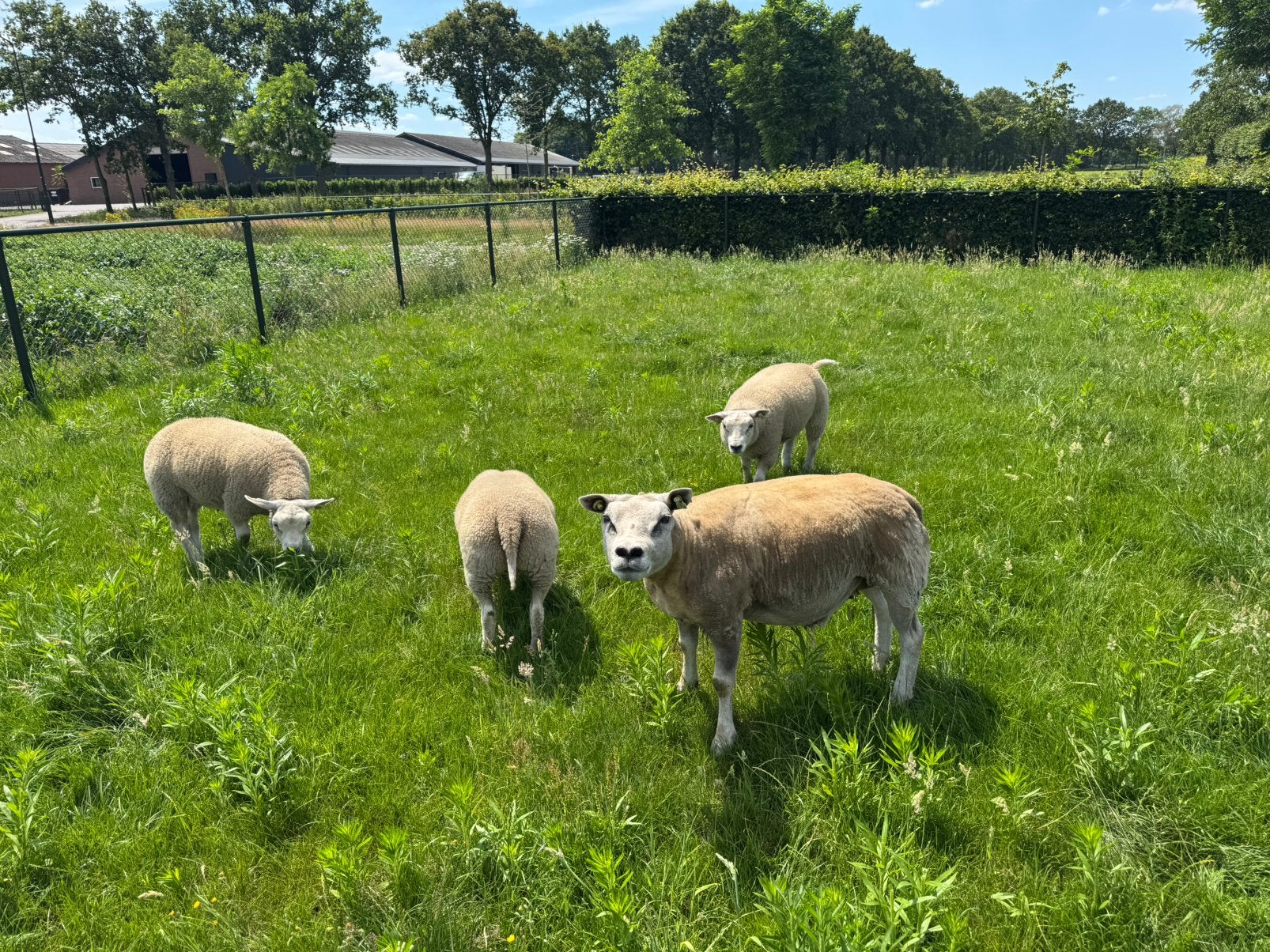Drie jonge ooien, Dieren en Toebehoren, Schapen, Geiten en Varkens, Vrouwelijk, Schaap