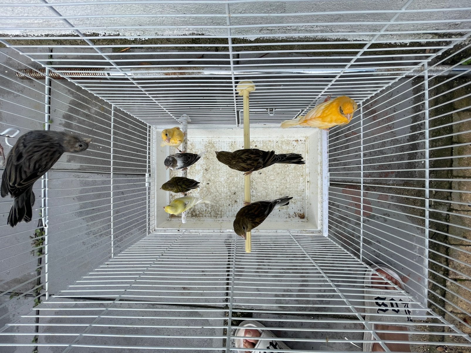 8 ,stuks voor €80, Dieren en Toebehoren, Mannelijk, Kleurkanarie