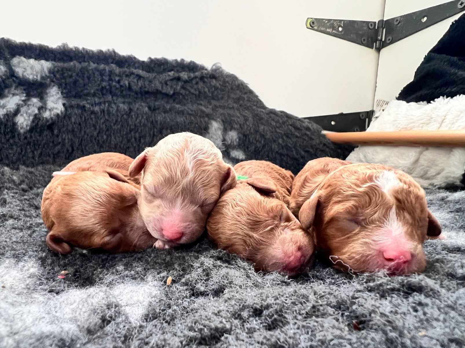 Prachtig nestje van 4 Toy Poedel pups, Dieren en Toebehoren, Poedel, 8 tot 15 weken, Meerdere, Meerdere dieren