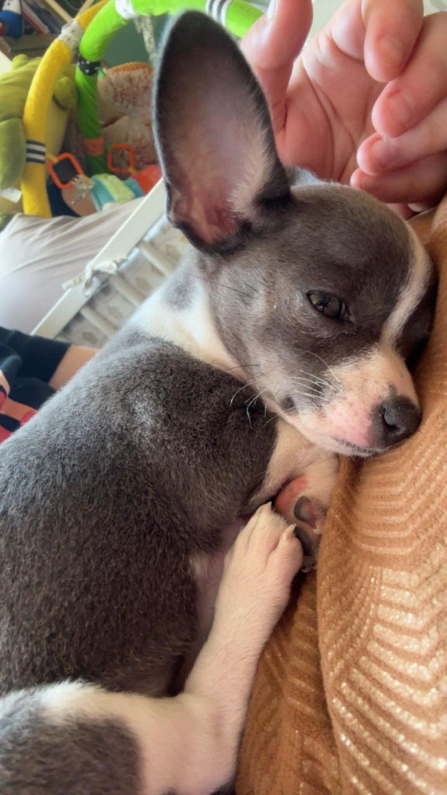 grijs met wit chihuahua teefje, Dieren en Toebehoren, Honden | Chihuahua's en Gezelschapshonden, Parvo, België, Particulier, 15 weken tot 1 jaar