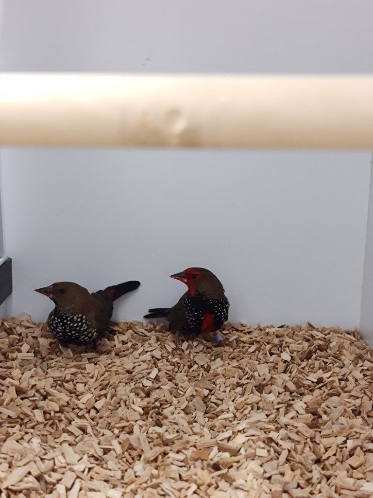 Geschilderde astrilde | Man | 2025 | Mooi op kleur, Dieren en Toebehoren, Vogels | Overige Vogels, Tropenvogel, Meerdere dieren