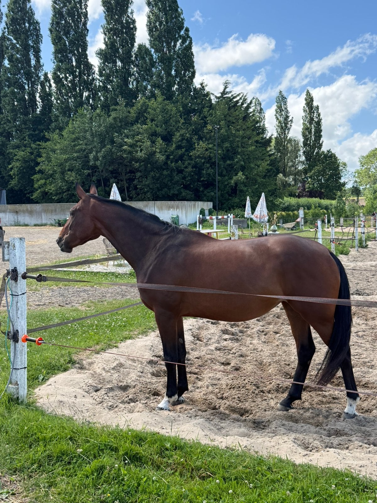 3 jarige Grand slam x Big star jr merrie met top karakter, Merrie, Springpaard, Met stamboom, Zadelmak