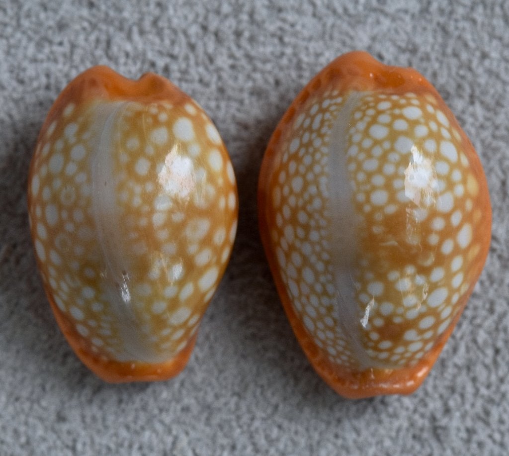 Schelpen: Cypraea citrina dauphinensis 18,5-20mm, Verzamelen, Ophalen of Verzenden, Schelp(en)