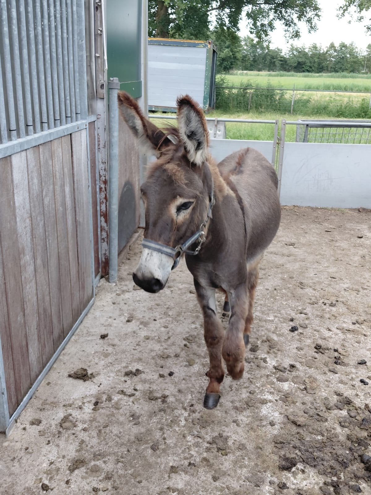 Ezel  3 jaar, Januari, Vrouwelijk