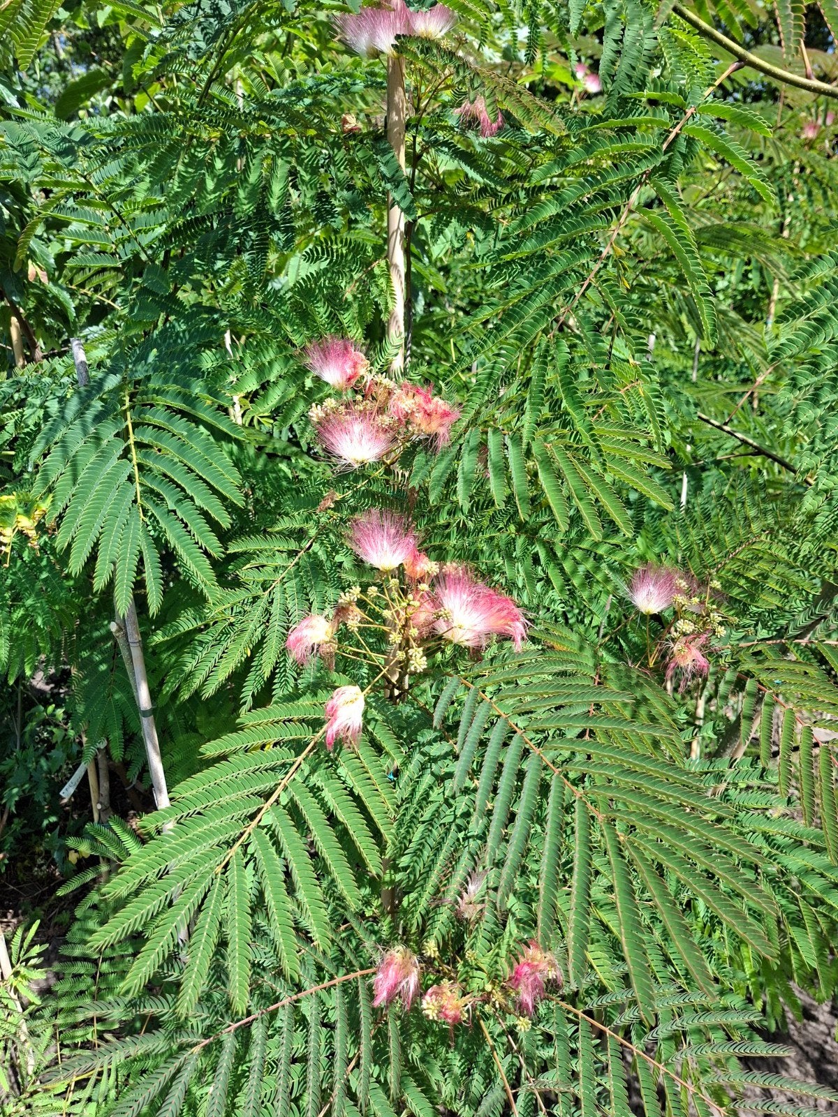 Albizia Ombrella Perzische slaapboom reserveren voor herfst, Overige soorten, 100 tot 250 cm, Zomer, Ophalen