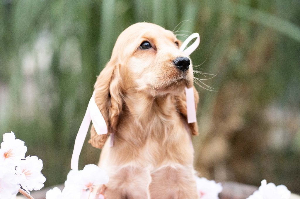 engelse cocker spaniel pups met stamboom, Dieren en Toebehoren, 8 tot 15 weken, Meerdere, Meerdere dieren, Spaniël