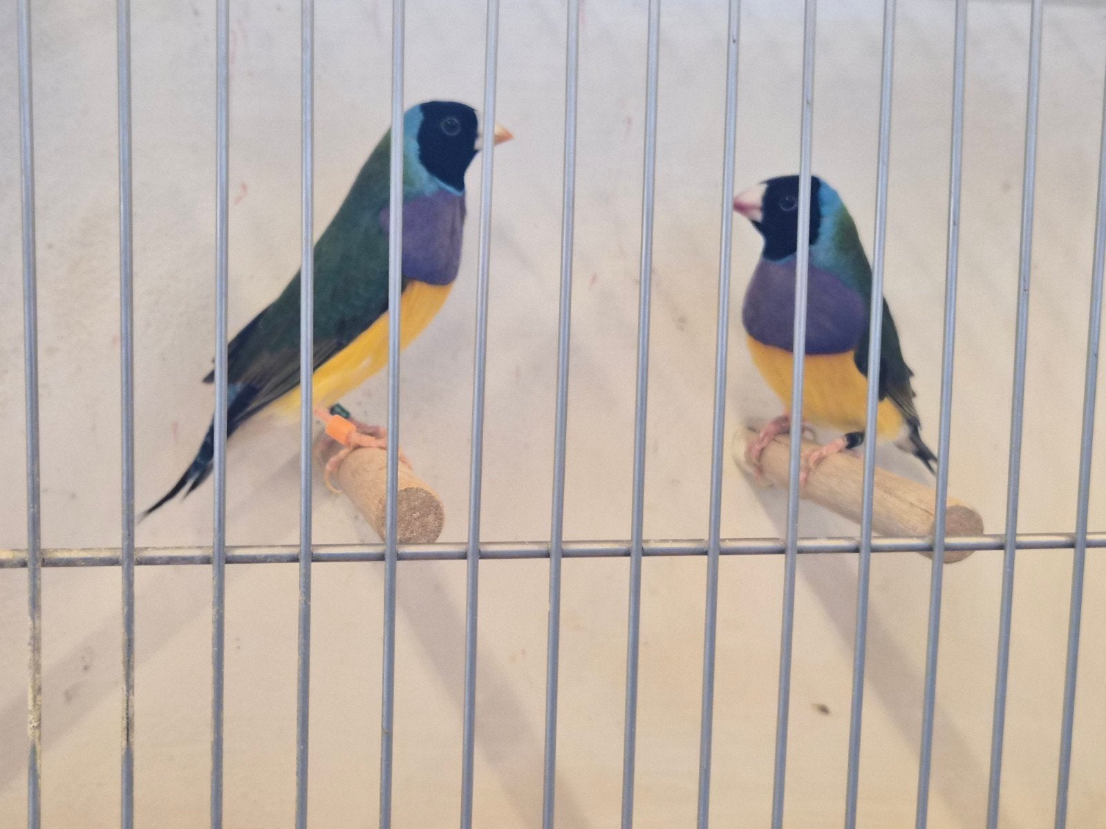 Gezocht gouldamadine man PB split voor blauw, Mannelijk, Tropenvogel, Geringd