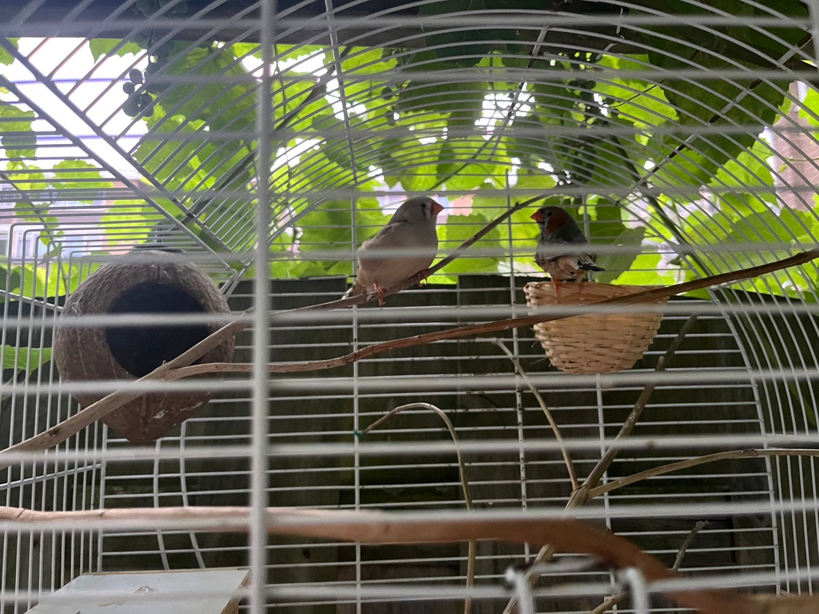 BROEDRIJP zebravink koppel, Meerdere dieren, Tropenvogel, Geringd