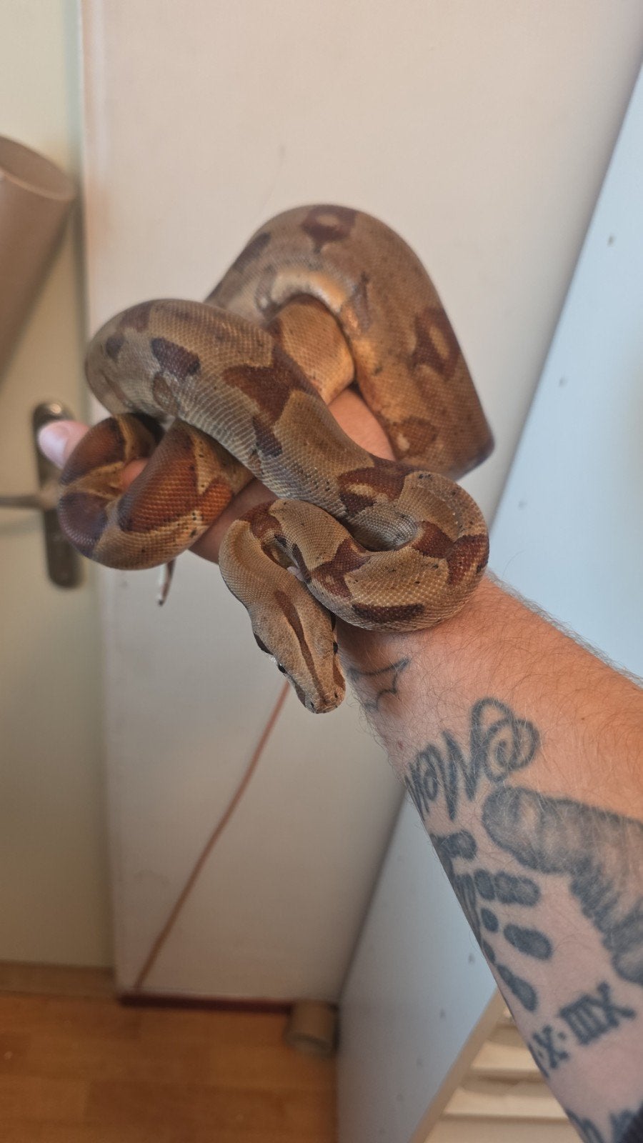 boa constrictor
