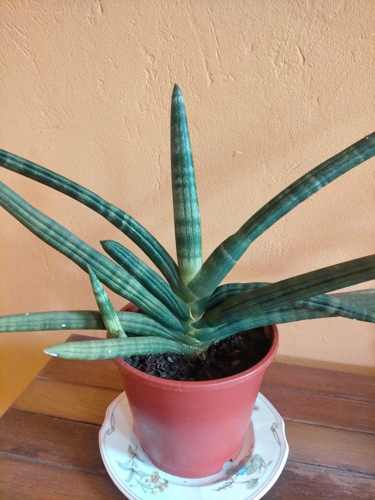 Sanseveria cylindrica skyline, Ophalen, Vetplant, Halfschaduw, Minder dan 100 cm
