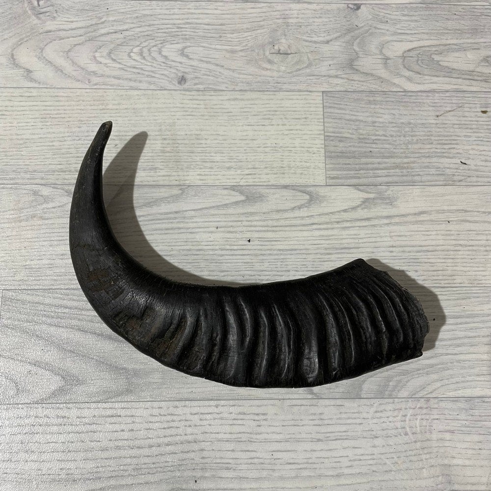 Waterbuffel hoorn los 45cm nr 309 | Lederstore, Ophalen of Verzenden, Nieuw, Boerderijdier, Gewei of Kop