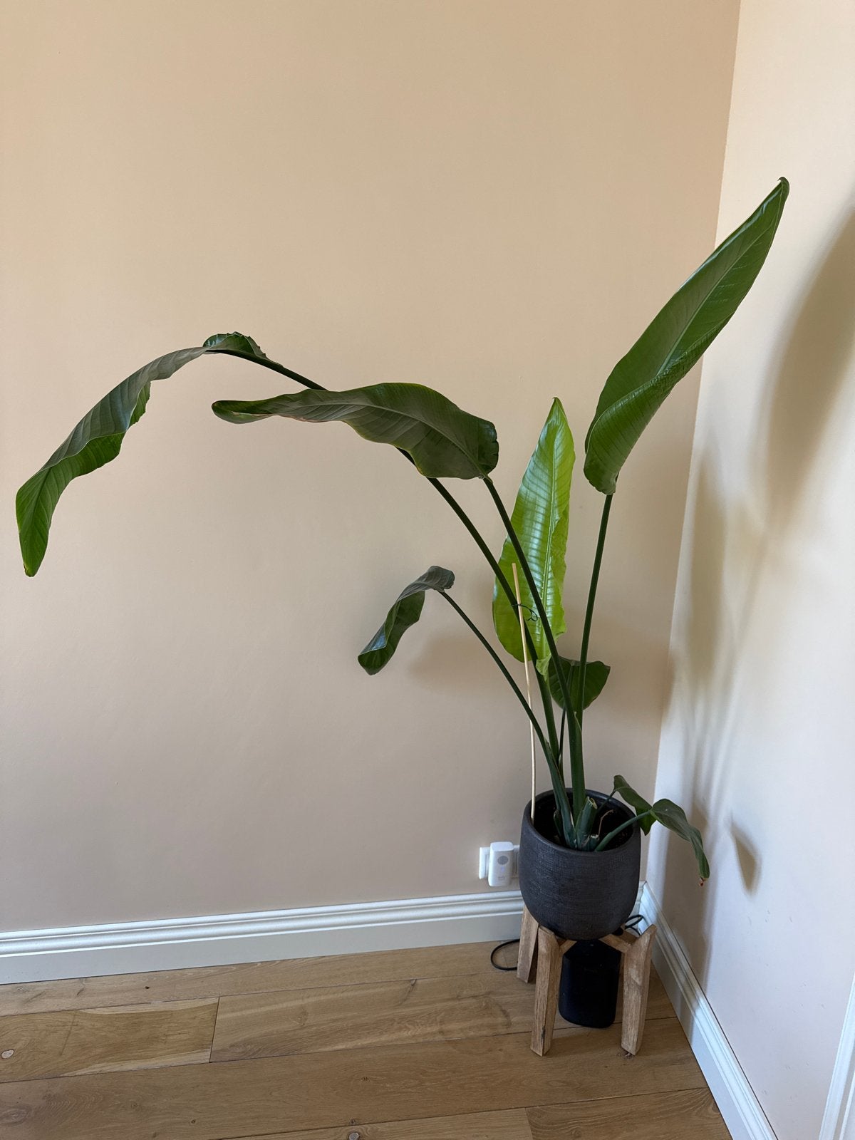 Strelitzia Nicolai - Paradijsvogelplant, Ophalen, Vaste plant, Overige soorten, Volle zon