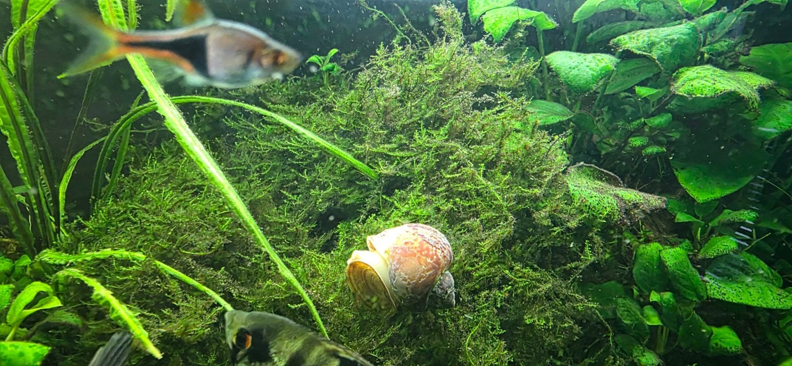 Java mos, Dieren en Toebehoren, Ophalen, Plant(en), Steen of Hout
