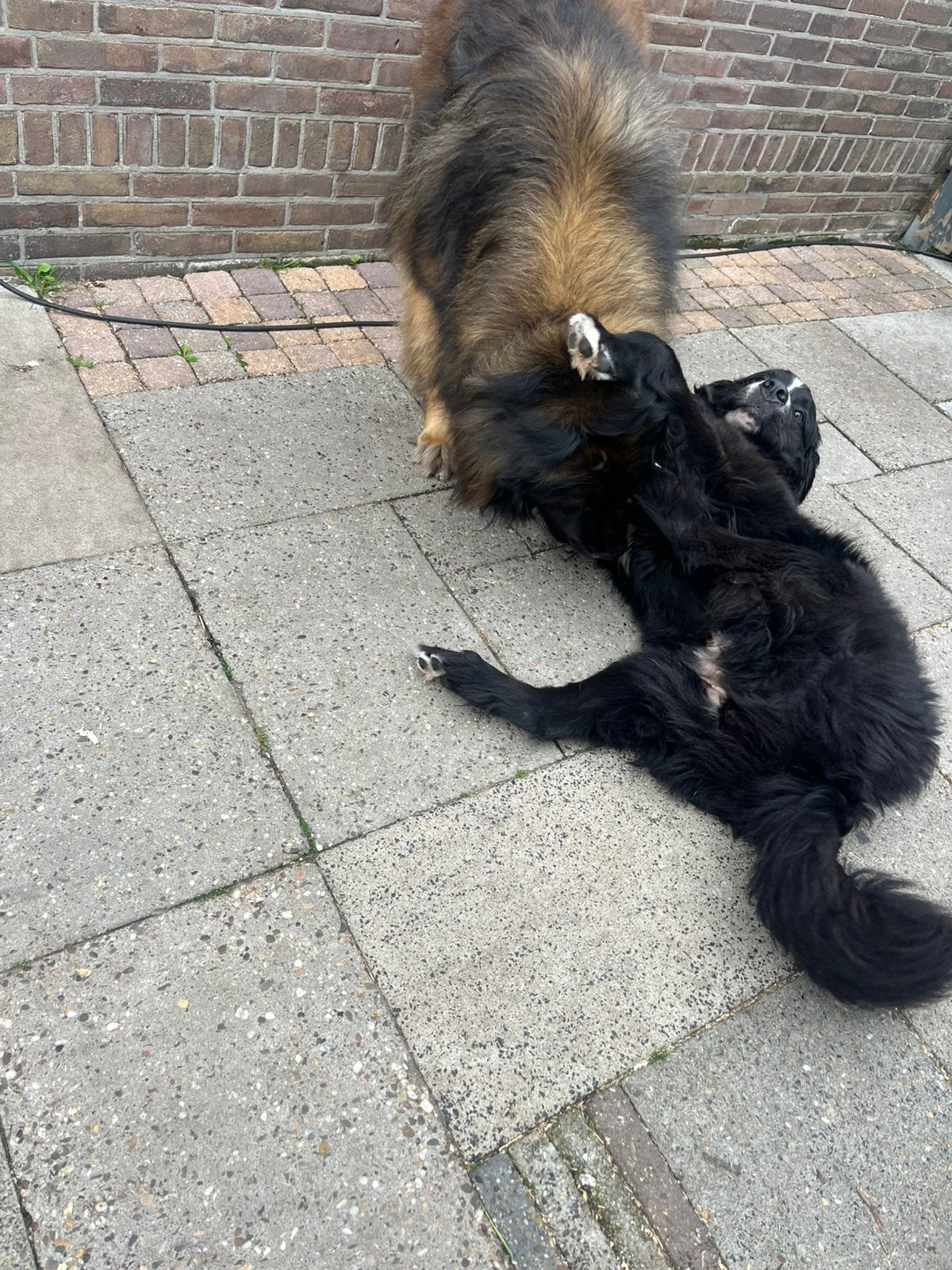 KLEINSCHALLIGE HUISELIJKE OPPAS EN VAKANTIE OPVANG, Ophalen of Verzenden