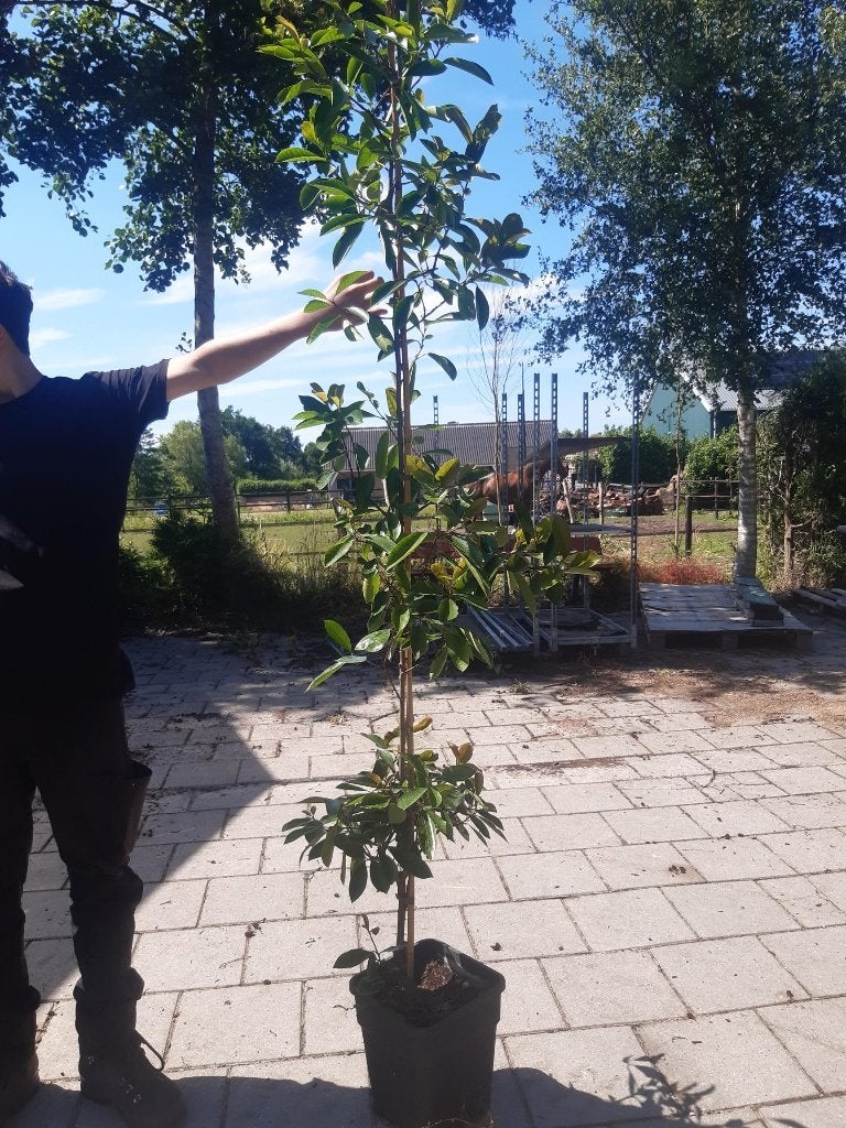 50 % KORTING glansmispel  €  10,--  50 % KORTING, Tuin en Terras, Planten | Bomen, Overige soorten, Lente, 100 tot 250 cm, Ophalen
