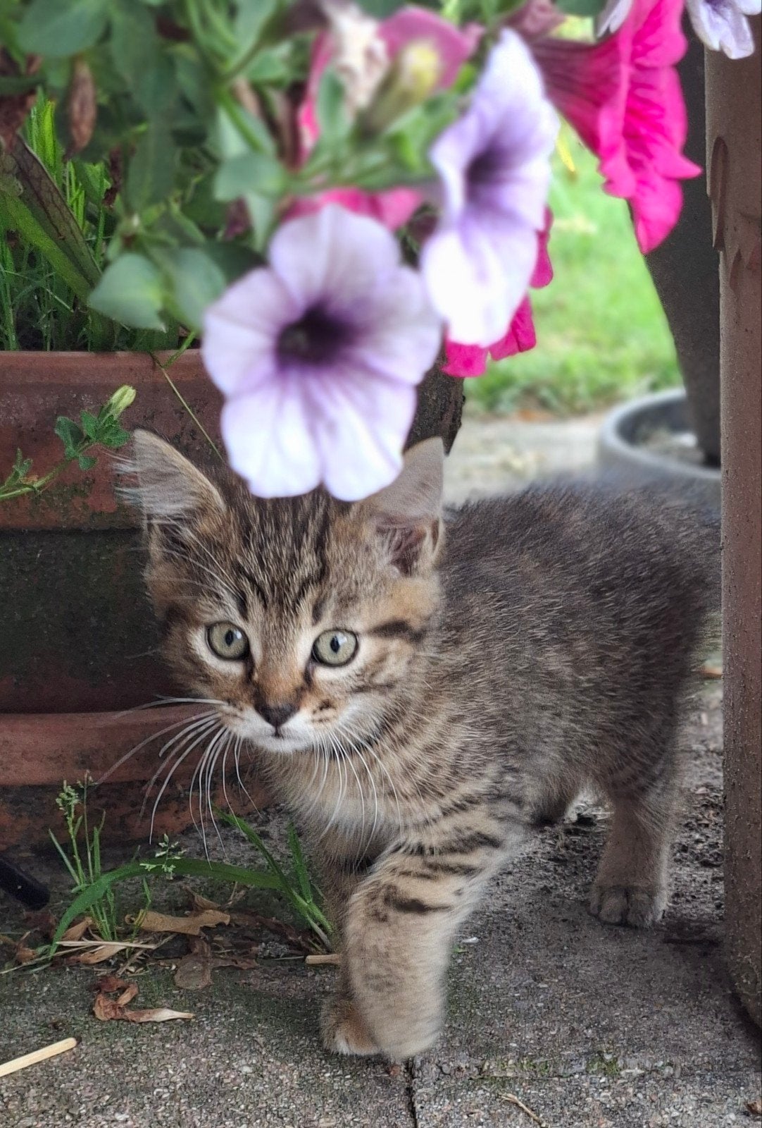 Kittens, Meerdere dieren