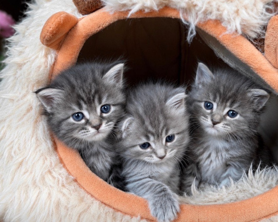 Noorse Boskat x Maine Coone kittens, Dieren en Toebehoren, Poes, Ontwormd, 0 tot 2 jaar