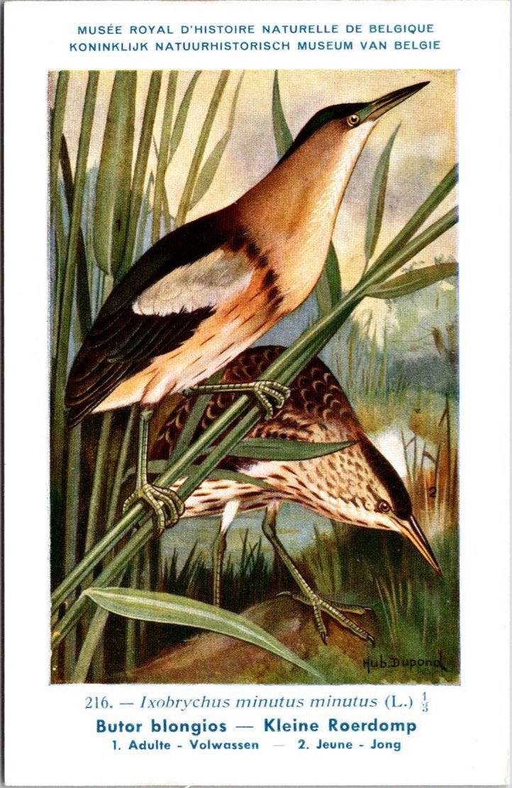Kleine Roerdomp / Little Bittern – Nº 216 – (KBIN / IRSNB), Verzamelen, Ansichtkaarten | Dieren, Verzenden, 1940 tot 1960, Ongelopen