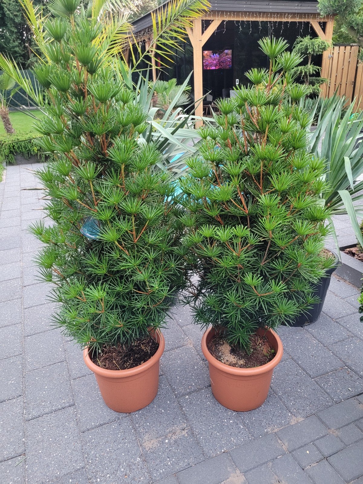 Japanse parasolden (Sciadopitys verticillata) 120cm hoog, Vaste plant, Bloeit niet, Halfschaduw, Ophalen