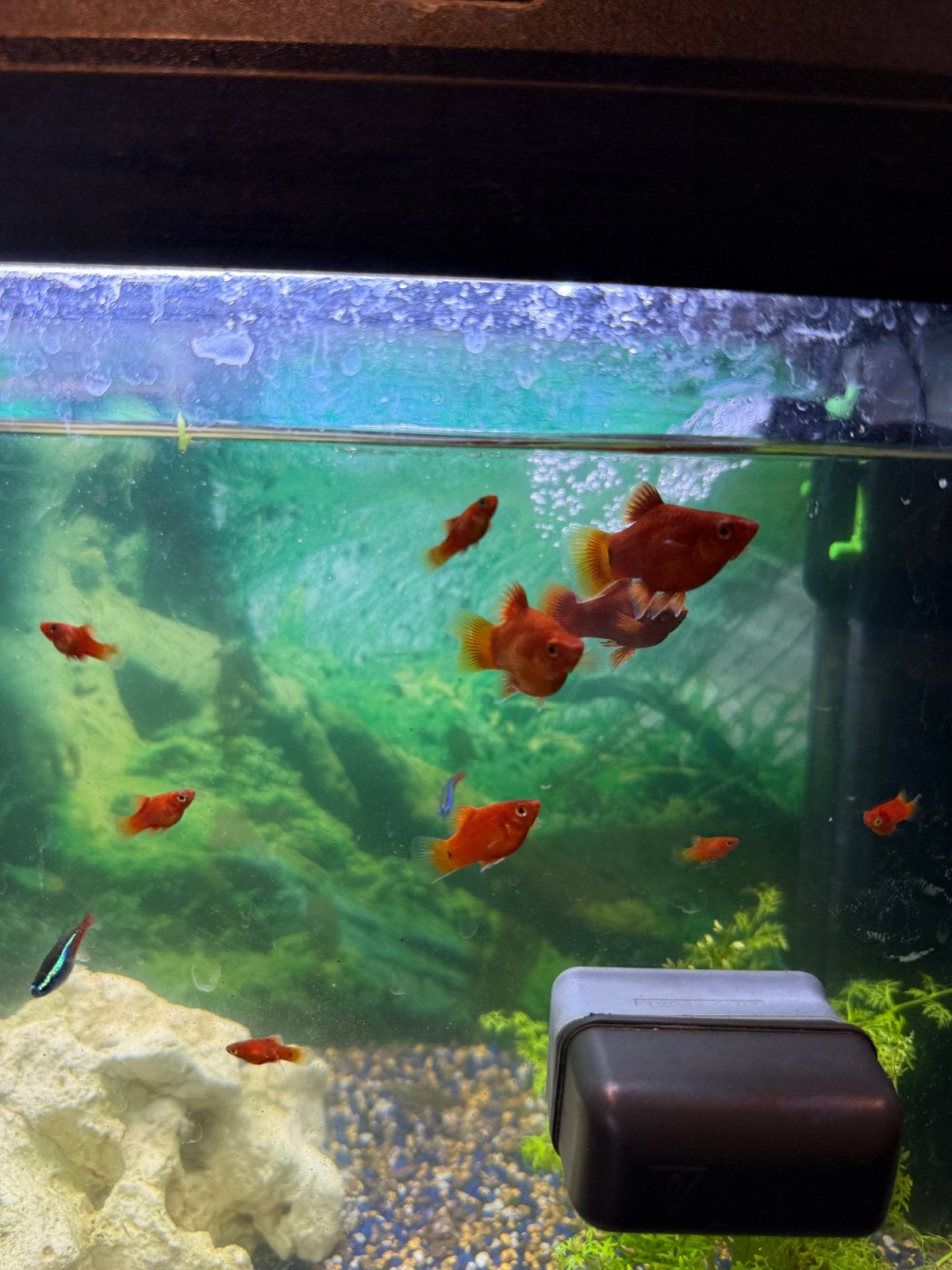 Platy, Dieren en Toebehoren, Vis, Zoetwatervis