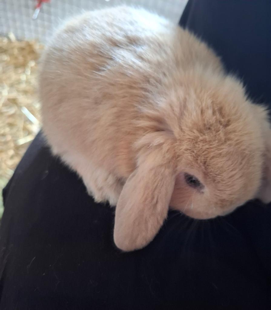❤️Prachtige lieve raszuivere Minilop konijntjes beschikbaar!, Meerdere dieren, Dwerg, Hangoor, 0 tot 2 jaar