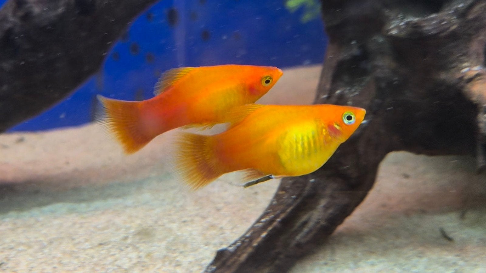 Mooie platy's te koop/ruil, Vis