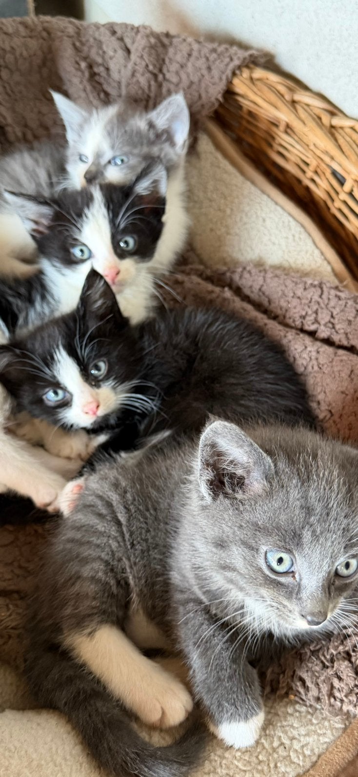 Lieve speelse kittens, Poes