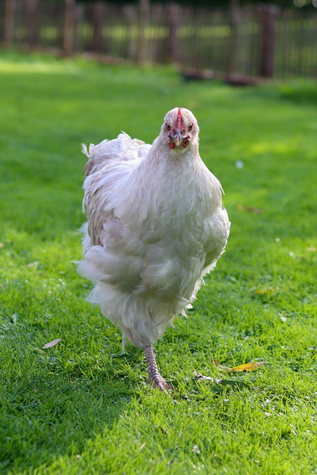 Mooie jonge Orpington-haan zoekt een nieuw thuis!, Dieren en Toebehoren, Mannelijk, Kip