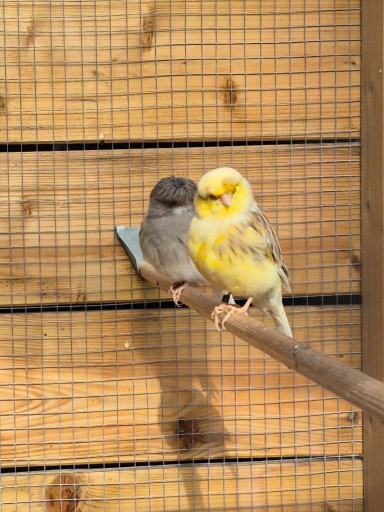 koppel glosters kanaries, Dieren en Toebehoren, Vogels | Kanaries, Meerdere dieren, Kleurkanarie