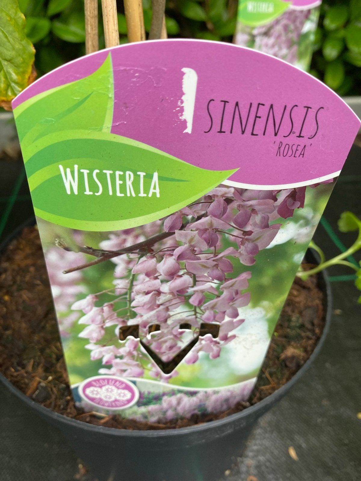 Wisteria Sinensis 'Rosea', 'Prolific' of 'Caroline', Ophalen, Volle zon, Vaste plant, Klimplanten