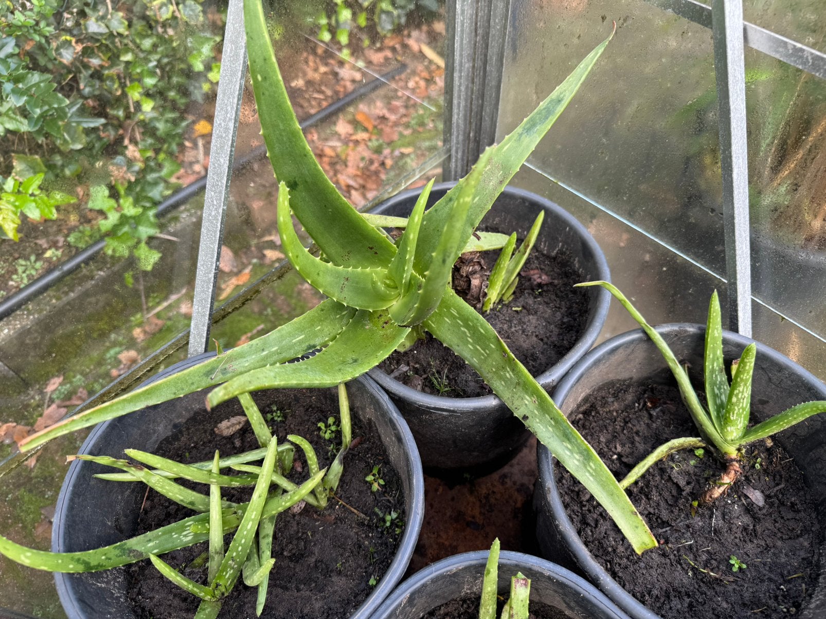 Aloe vera plantjes in de kuip. Per stuk voor 12 euro, Ophalen, Eenjarig, Groenteplanten, Volle zon