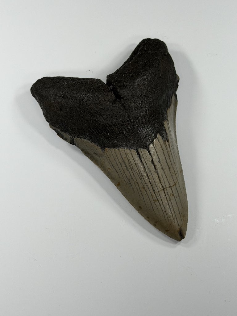 Megalodon tand XL -Nergens goedkoper #1, Verzamelen, Ophalen of Verzenden, Fossiel