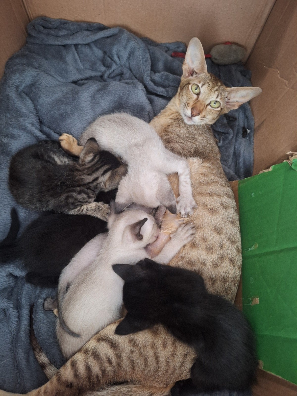Oosterse korthaar x Thai Siamese kittens, Dieren en Toebehoren, Katten en Kittens | Overige Katten, Kortharig, Meerdere dieren