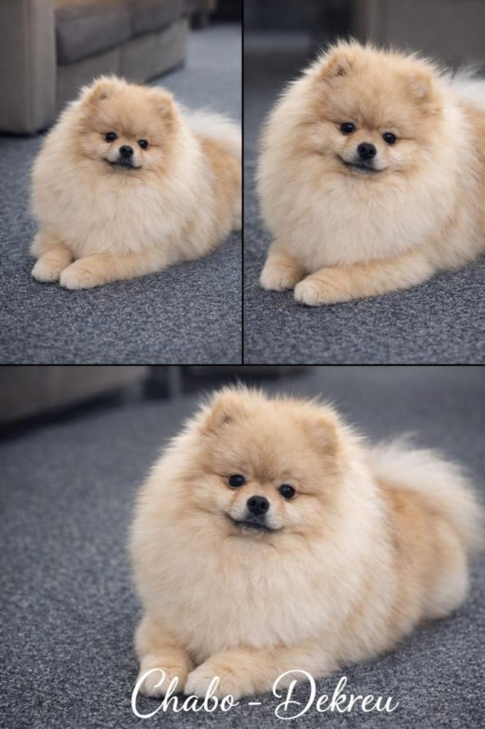 Ervaren FCI pomeriaan dekreu, Keeshond, Reu, Parvo, Meerdere