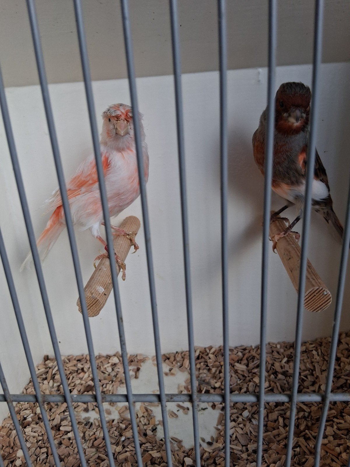 mooi koppel Harlekijn kanaries met kuif, Dieren en Toebehoren, Meerdere dieren, Postuurkanarie