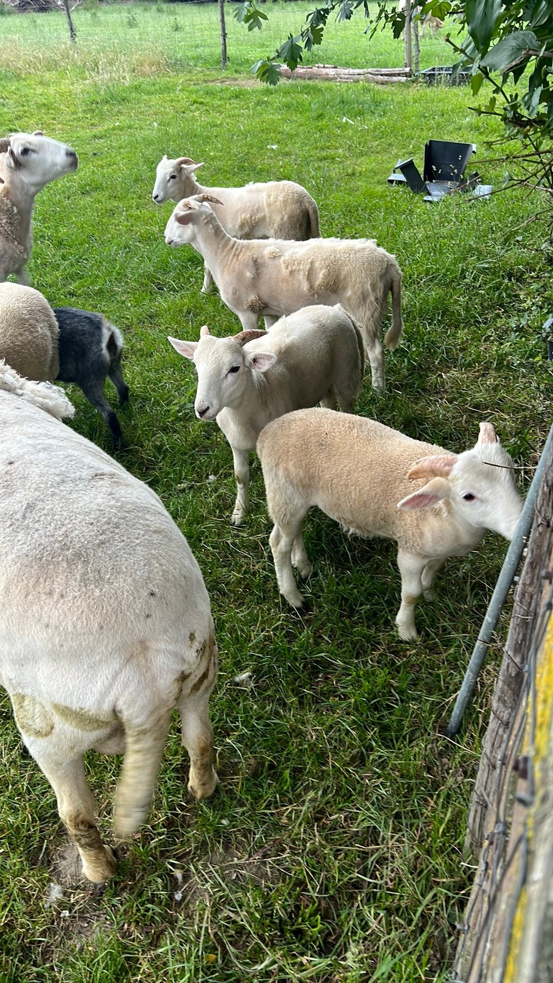 Wiltshirehorn lammeren, Dieren en Toebehoren, Schapen, Geiten en Varkens, Vrouwelijk, Schaap