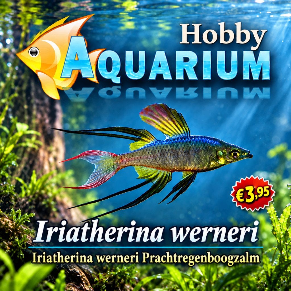 Iriatherina Werneri / prachtregenboogzalm, Dieren en Toebehoren, Vis, Zoetwatervis, Schoolvis
